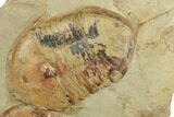 Pair Of + Megistaspis Trilobites - Fezouata Formation, Morocco #191786-3